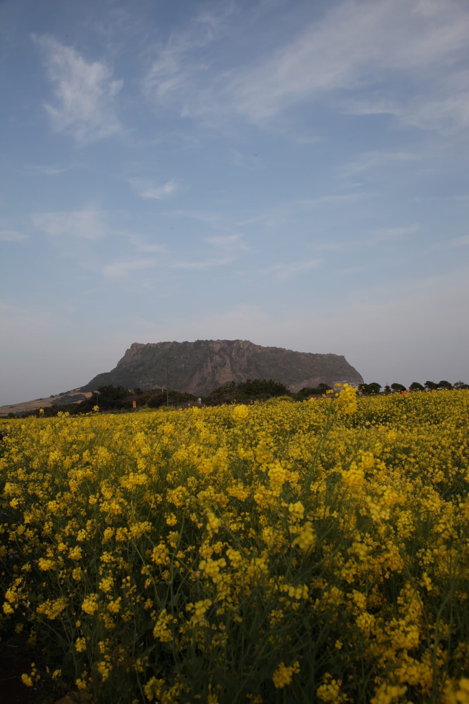 제주 성산일출봉과 유채꽃밭 봄 풍경